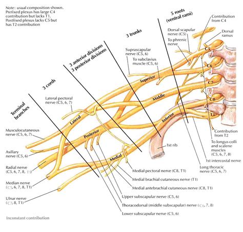Brachial Plexus Anatomy Brachial Plexus Products Anatomy Images And
