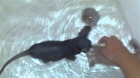 Sphynx Kittens First Bath Born 12712 Youtube