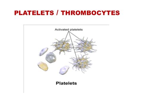 Platelets Definition Function Structure Normal Range And