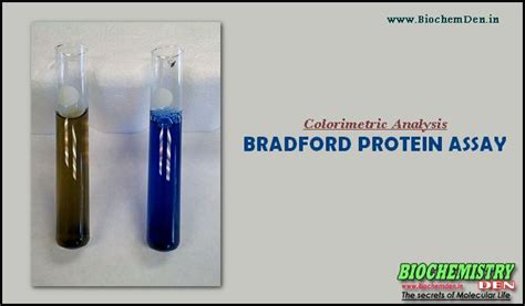 Colorimetric Analysis Bradford Protein Assay Download
