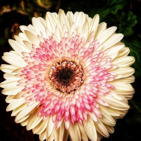 Gerbera Daisy Is A Tender Perennial Plant That Is Known For Its Huge
