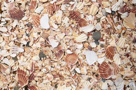 Shells On Fenella Beach Near West Quay Peel Isle Of Man Flickr