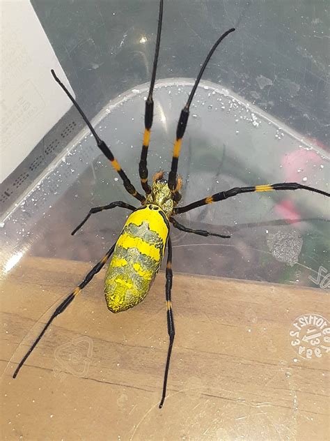 Unidentified Spider In Georgia United States