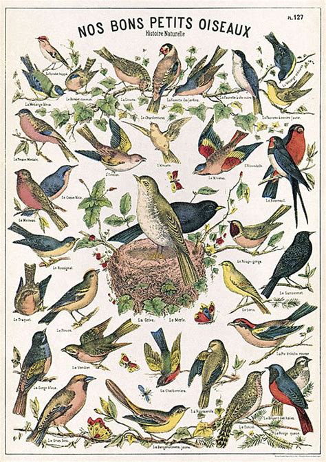 cavallini birds chart vintage bird illustration bird poster