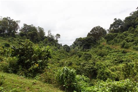 Green Jungle In The Heart Of Kenya Aberdare Africa Stock Photo