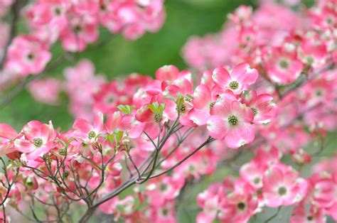 The Best Flowering Trees In The Spring In North Carolina
