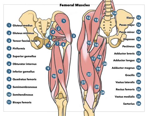 Anatomy Bony Pelvis And Lower Limb Femoral Muscles Statpearls