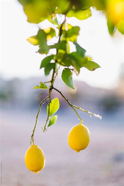 Nature Lemons On Citrus Tree Backyard Fruit Tree Garden By Stocksy