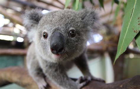Cuddle A Koala Things To Do In Cairns