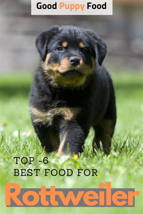 Your rottweiler puppy, while very small at the moment, will grow into a very large dog. Curious about what dog or puppy food your Rottweiler ...