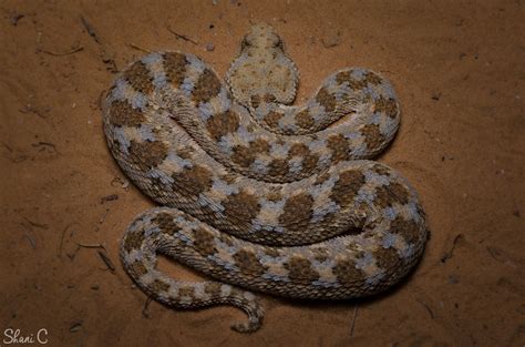 Horned Desert Viper Cerastes Cerastes עכן חרטומים Viper Snake