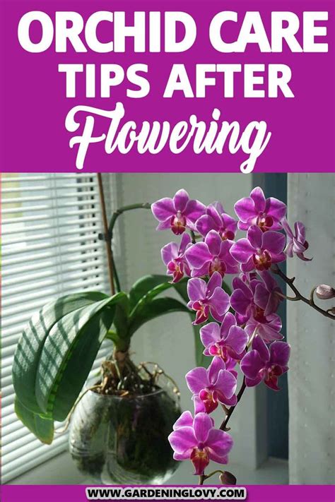 Orchid Care Tips After Flowering In 2023 Orchids Orchid Care Flowers