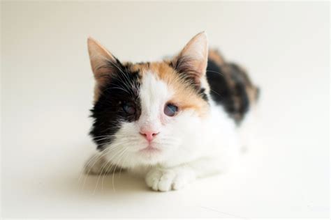 Blind Cats Photographed By Casey Christopher To Help Them Find Homes