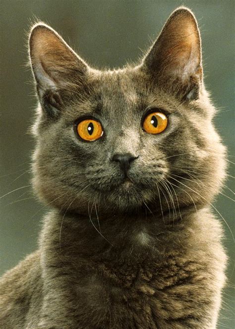 Amber Eyed Domestic House Cat Photograph By Larry Allan