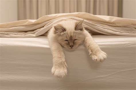 Is Your Cat Sleeping Too Much Winter Could Be The Cause