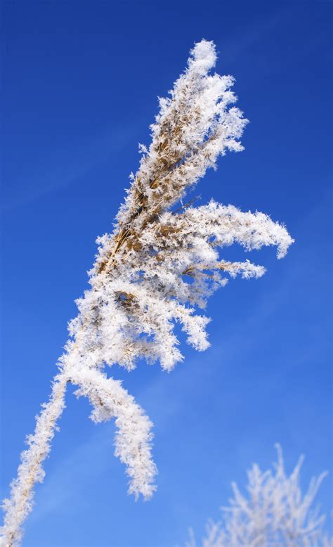 Free Images Tree Nature Branch Snow Cold Winter Cloud Sky