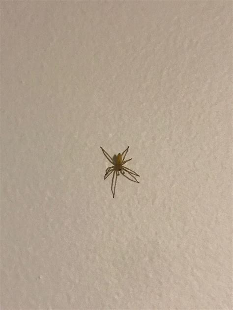 Id Requestlong Island Ny I Have Lots Of Spiders Rspiders