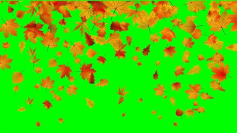 Copyright Free Animated Leaves Fall Green Screen Effect Chroma Key