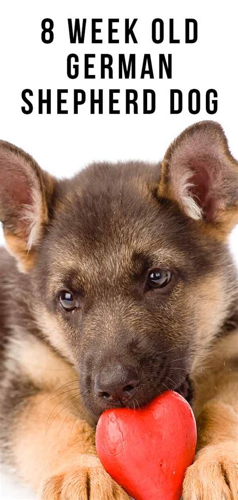 8 Week Old German Shepherd Dog Facts And Puppy Routines