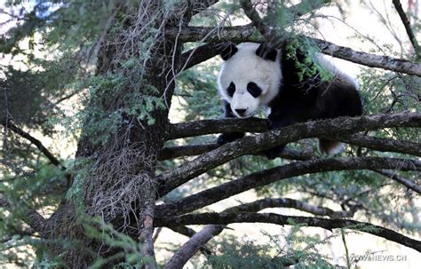 Wild Giant Pandas Seen In Northwest China Xinhua Englishnewscn