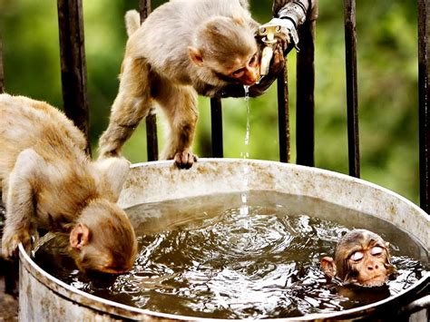 Zoo Monkeys Doing Bath