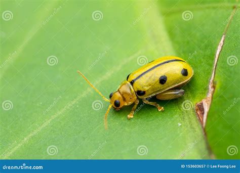 Yellow Bugs On Green Leaf Close Up Photography Stock Image Image Of