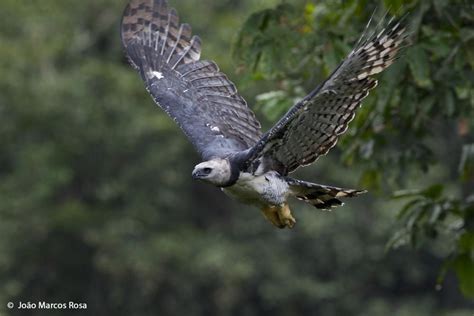 Harpy Eagle Harpia Harpyja An Harpy Eagle Flying Above The Amazonian