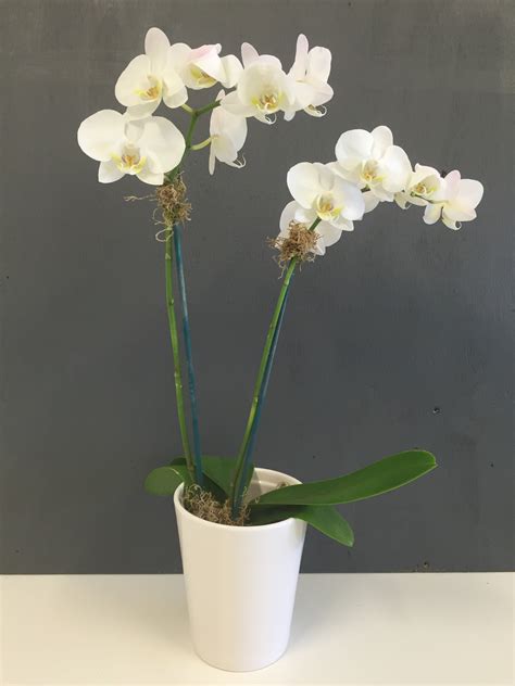 2 Stem White Phalaenopsis Orchid Buketbg