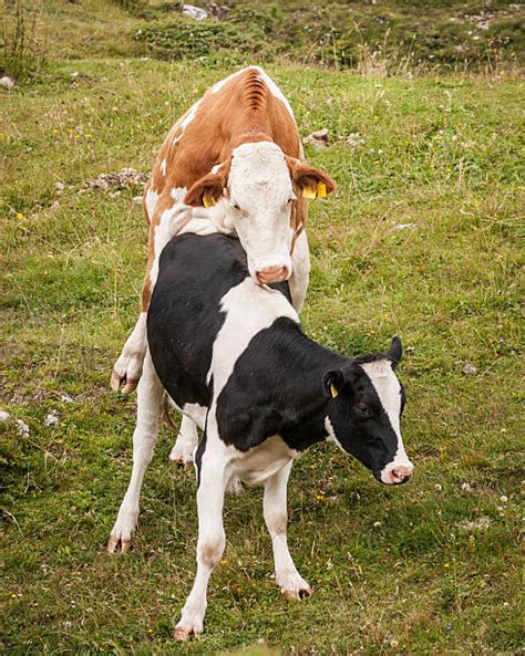 Royalty Free Cow Having Sex Pictures Images And Stock