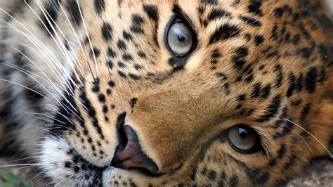 Download Wallpaper 1920x1080 Leopard Face Eyes Big Cat Full Hd 1080p