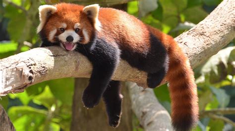 BiologÍa 10 Curiosidades Sobre El Panda Rojo Instituto Infodech