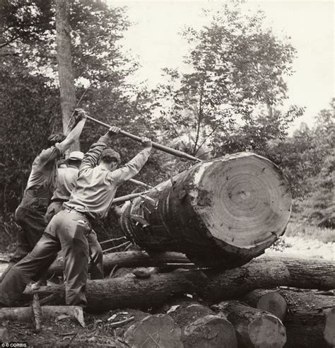 Black And White Photos Show The Tough Lives Of Lumberjacks In The 1800s