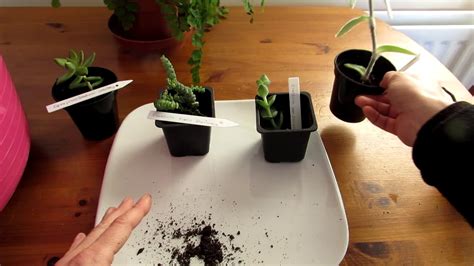 Potting Up Our Succulent Plant Cuttings Youtube