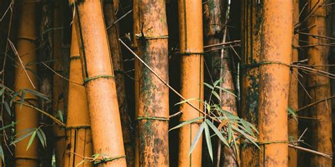 Bamboo The Sustainable Powerhouse Eco Rituals
