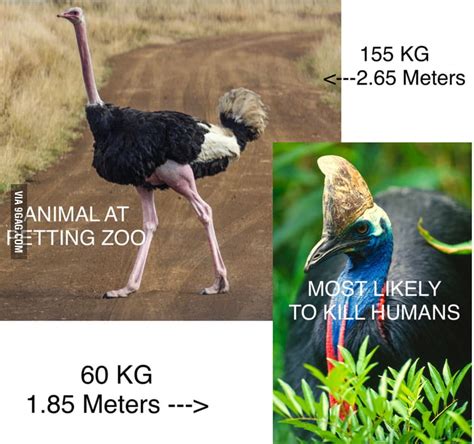 Who Would Win In A Fight Ostrich Vs Southern Cassowary 9gag