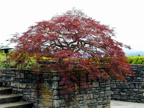 Japanese Maple Pruning Creative Landscapes Inc