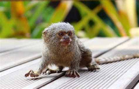 All these things must be considered when searching for cheap marmoset monkeys for sale. Finger Monkey as a Pet: All You Should Know | Petaddon