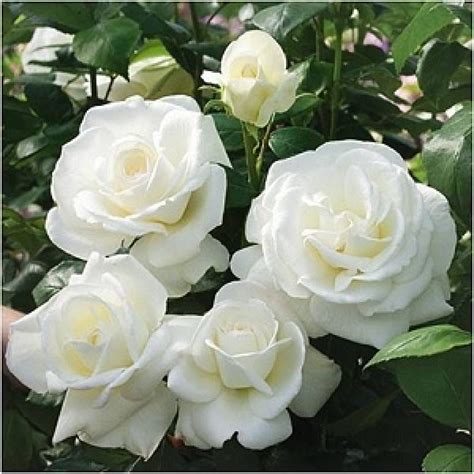 Taman Bunga Mawar Putih Terindah Blog Soal