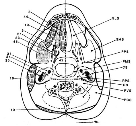 Head And Neck Anatomy