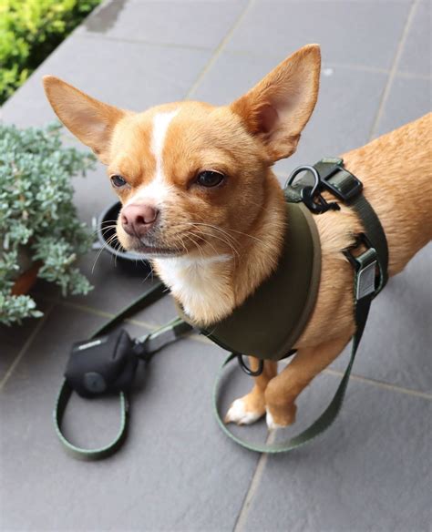 Eddie The Chihuahua 🐕 Cute Dog On Instagram “a Walk Thought Youd
