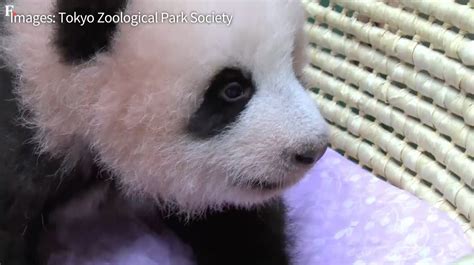 Watch Tokyos Baby Panda Turns Three Months Old And Still Has No Name