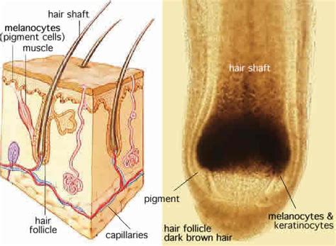 Wait 30 minutes and shampoo the topical cream and the dry skin away. Re: Why does my hair grow white in just a small part of my ...