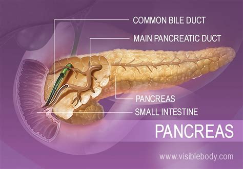 Digestive System Pancreas Function