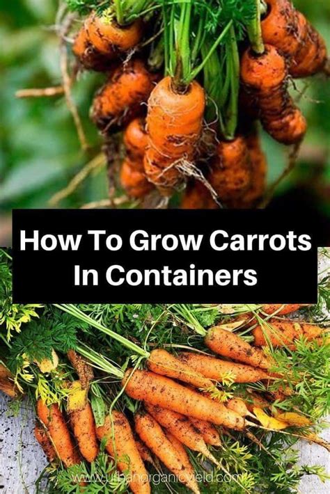 Growing Carrots In Containers A How To Guide Artofit