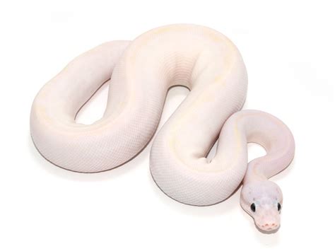 Ivory Super Pastel Morph List World Of Ball Pythons