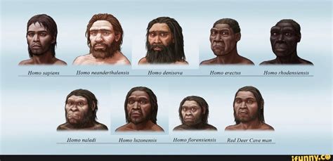 Homo Sapiens Homo Neanderthalensis Homo Denisova Homo Erectus Homo