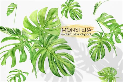 Watercolor Monstera Clipart. Tropical Clipart. Green Leaves (515159) | Illustrations | Design ...
