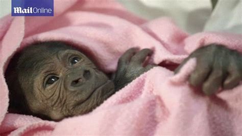 San Diego Park Zoo Welcomes Adorable Baby Gorilla Girl