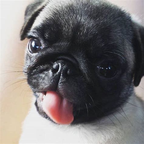 The Pug Diary On Instagram One Adorable Tongue Out For Your Tuesday