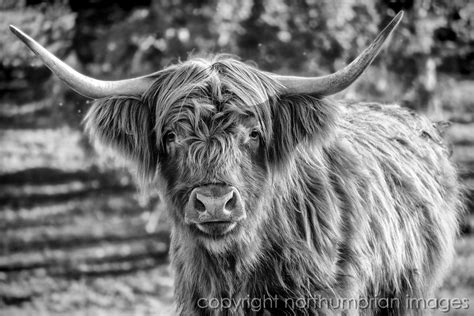 Highland Cow Black And White Portrait Long Haired Cows Highland Cow Art